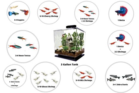 best fish for 3 gallon aquarium|10 Best Fish For 3 Gallon Tank (Stocking Ideas & Photos) .
